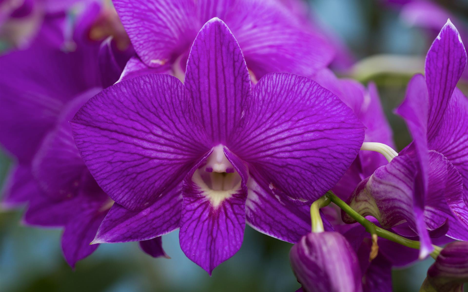 A close up of a purple flower