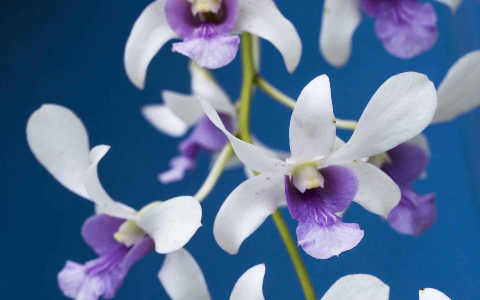 A close up of a white and purple flower