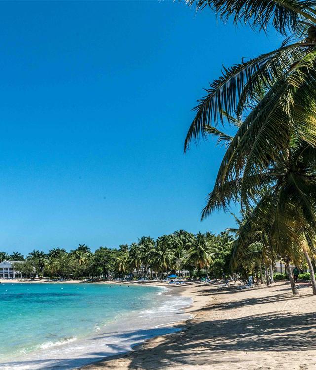 A beach with palm trees and blue water